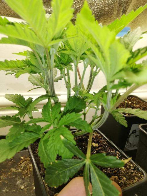 Grandpa Zombie IZI Contest. Week 5