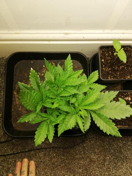 Grandpa Zombie IZI Contest. Week 5