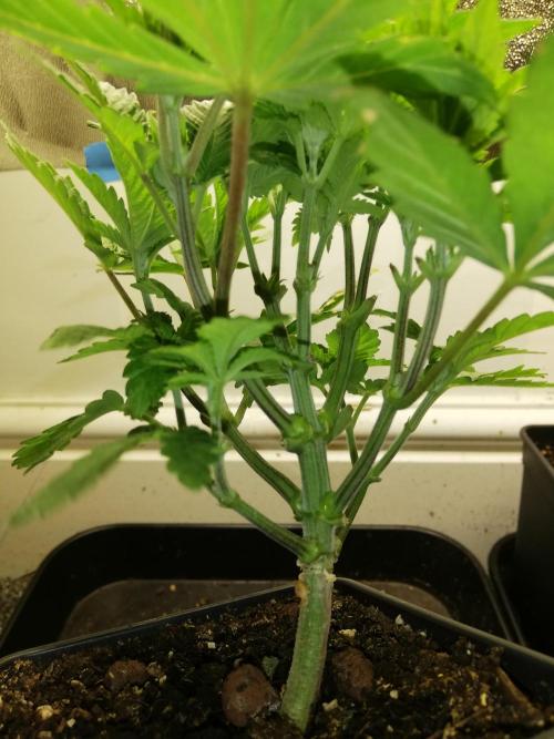 Grandpa Zombie IZI Contest. Week 5