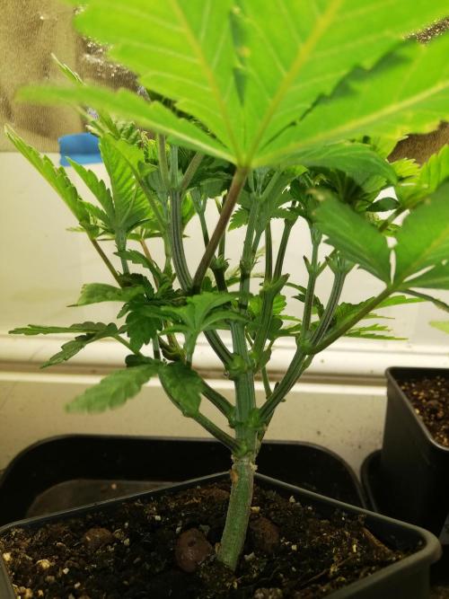 Grandpa Zombie IZI Contest. Week 5