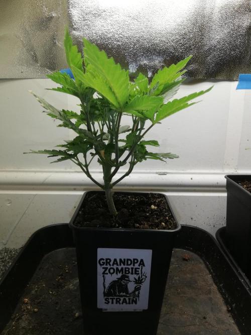 Grandpa Zombie IZI Contest. Week 5