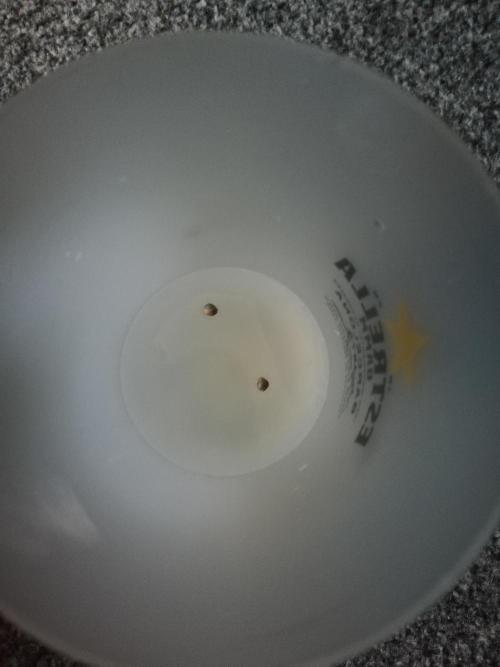 Eternity Grow cup. Week 0