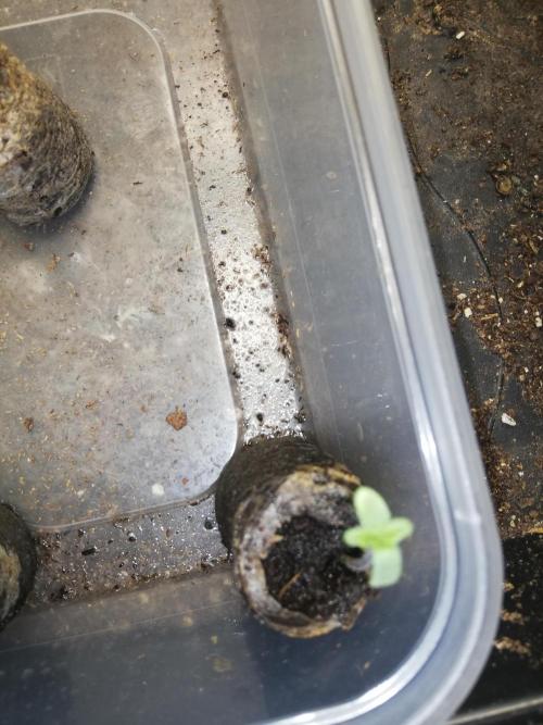 Eternity Grow cup. Week 0