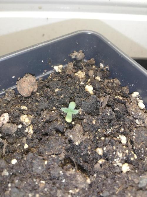 Eternity Grow cup. Week 0