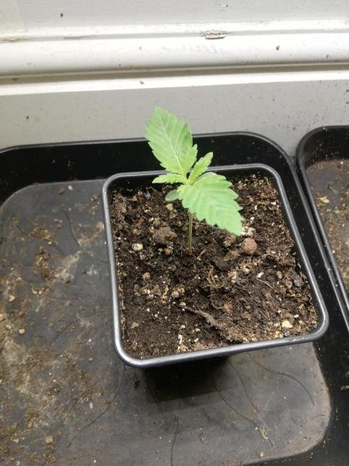 Eternity Grow cup. Week 1