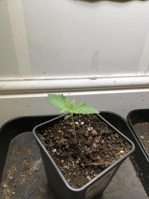 Eternity Grow cup. Week 1