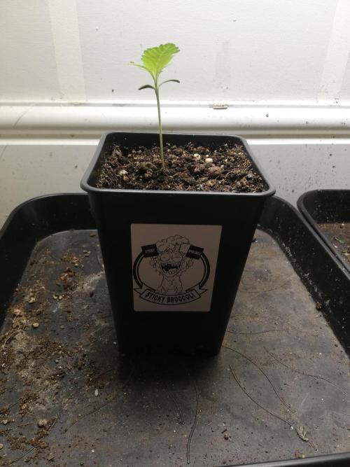 Eternity Grow cup. Week 1