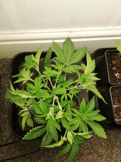 Grandpa Zombie IZI Contest. Week 5