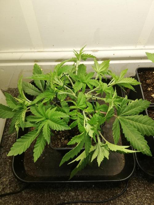 Grandpa Zombie IZI Contest. Week 5