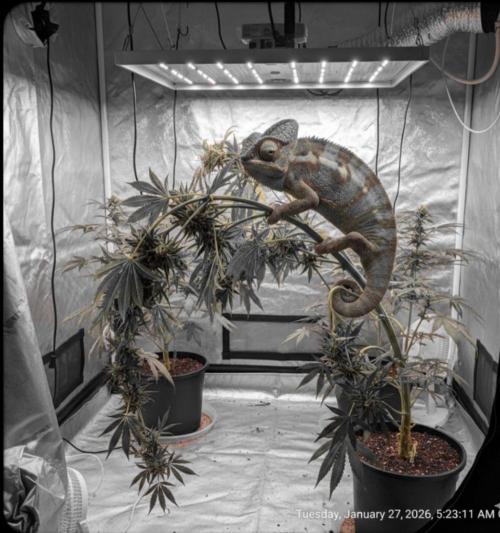 Grandpa Zombie IZI Contest. Week 5