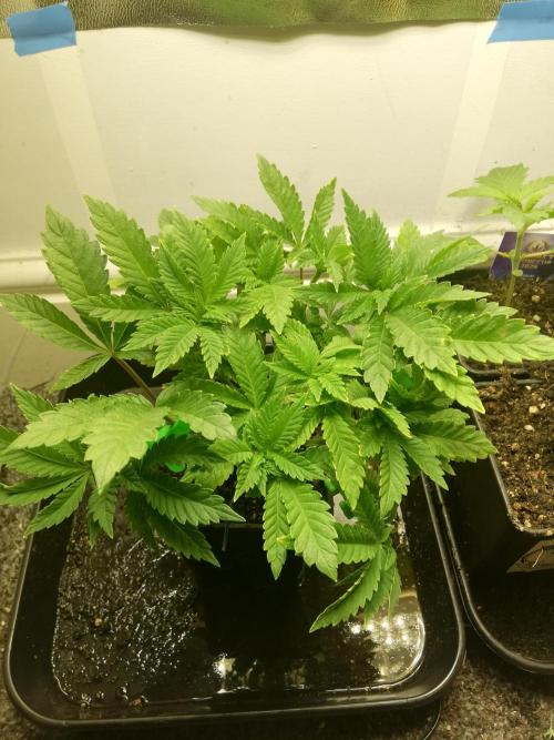 Grandpa Zombie IZI Contest. Week 6