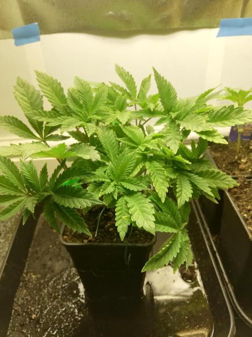 Grandpa Zombie IZI Contest. Week 6