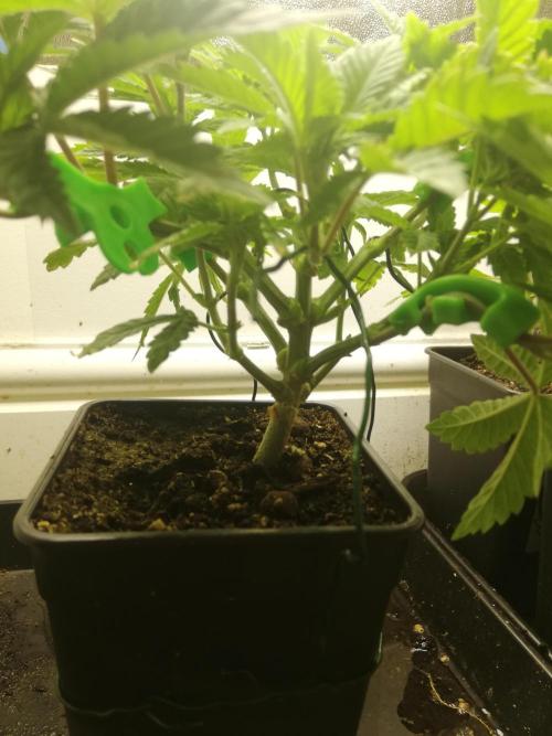 Grandpa Zombie IZI Contest. Week 6