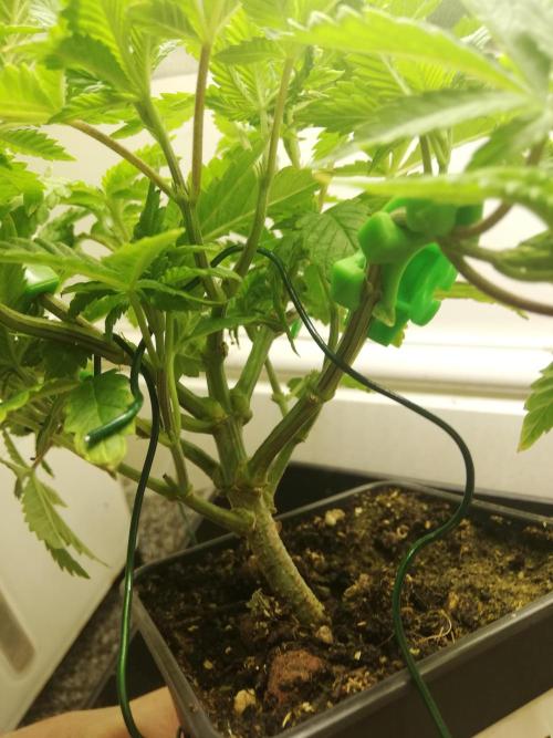 Grandpa Zombie IZI Contest. Week 6