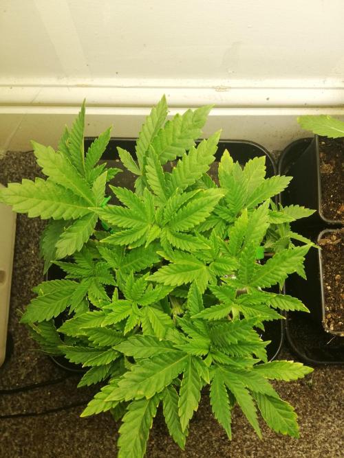 Grandpa Zombie IZI Contest. Week 6