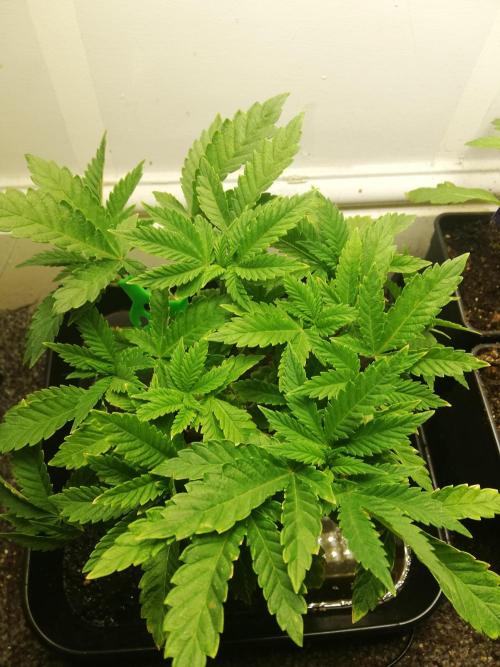 Grandpa Zombie IZI Contest. Week 6