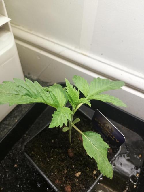 Eternity Grow cup 2026. Week 2