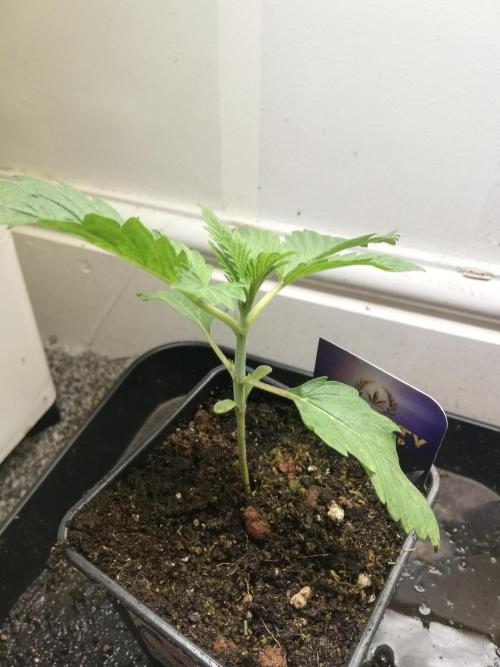 Eternity Grow cup 2026. Week 2