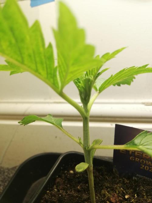 Eternity Grow cup 2026. Week 2