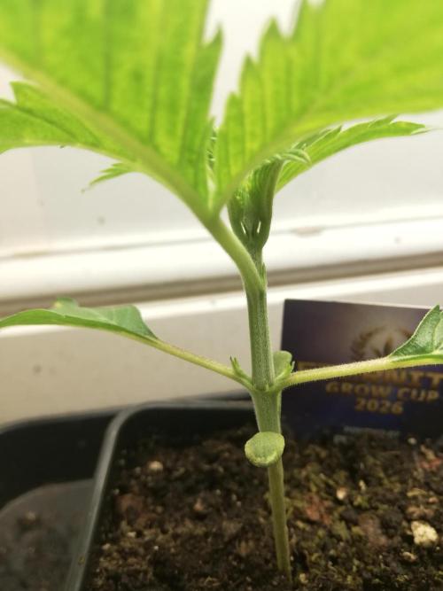 Eternity Grow cup 2026. Week 2