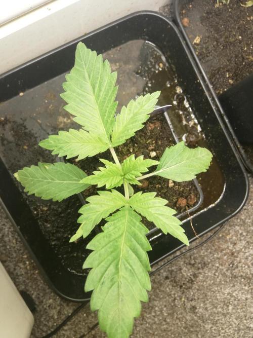 Eternity Grow cup 2026. Week 2