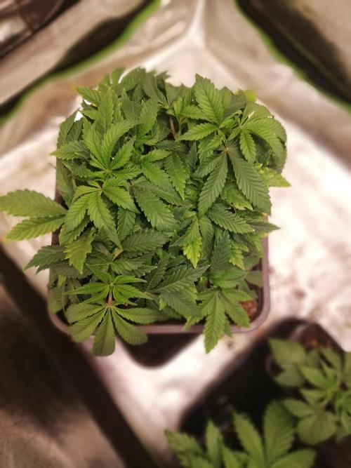 Grandpa Zombie IZI Contest. Week 7