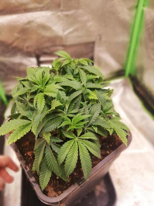 Grandpa Zombie IZI Contest. Week 7