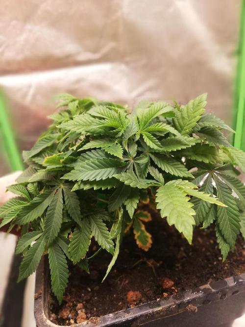 Grandpa Zombie IZI Contest. Week 7