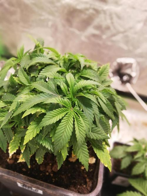 Grandpa Zombie IZI Contest. Week 7