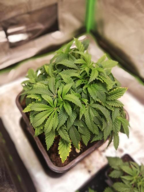 Grandpa Zombie IZI Contest. Week 7