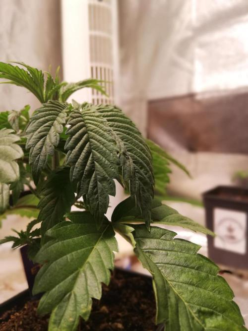 Eternity Grow cup 2026. Week 3