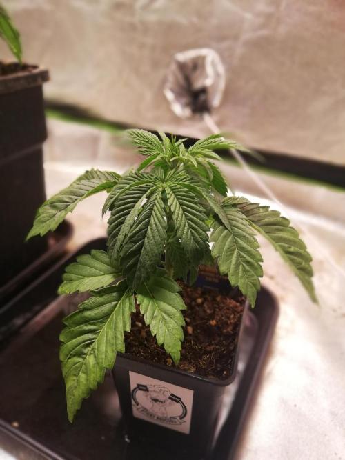 Eternity Grow cup 2026. Week 3