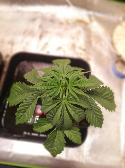 Eternity Grow cup 2026. Week 3