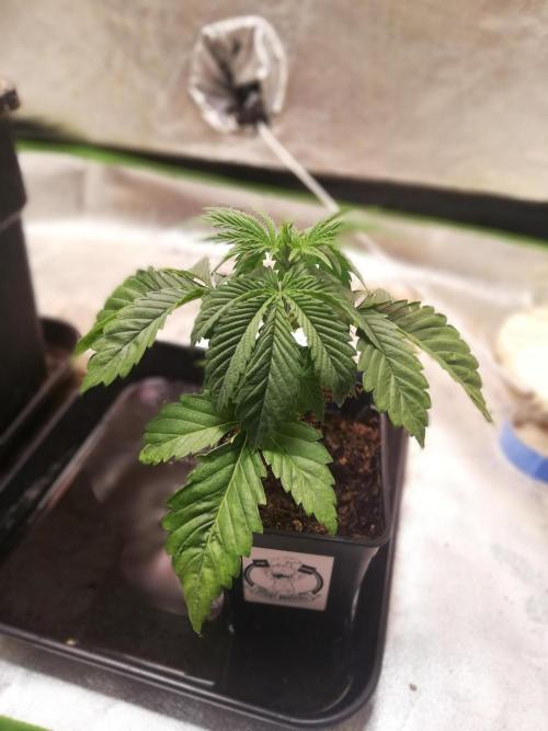 Eternity Grow cup 2026. Week 3