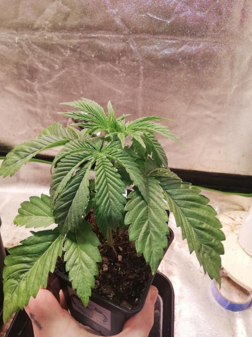 Eternity Grow cup 2026. Week 3