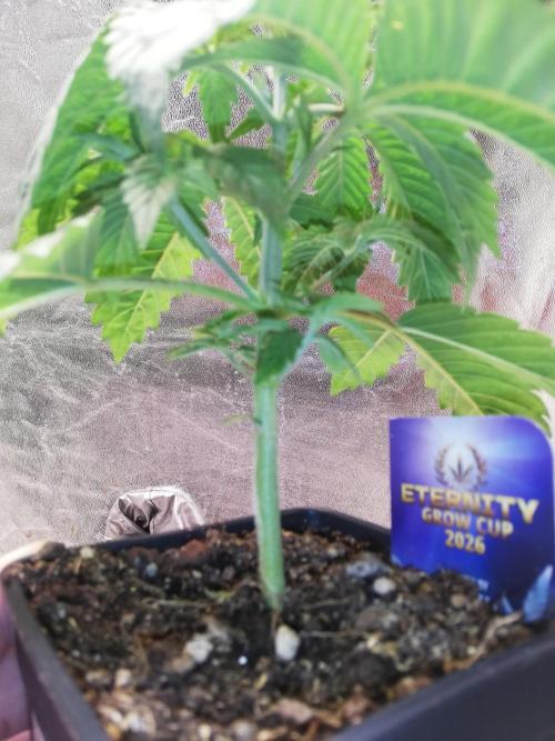 Eternity Grow cup 2026. Week 3