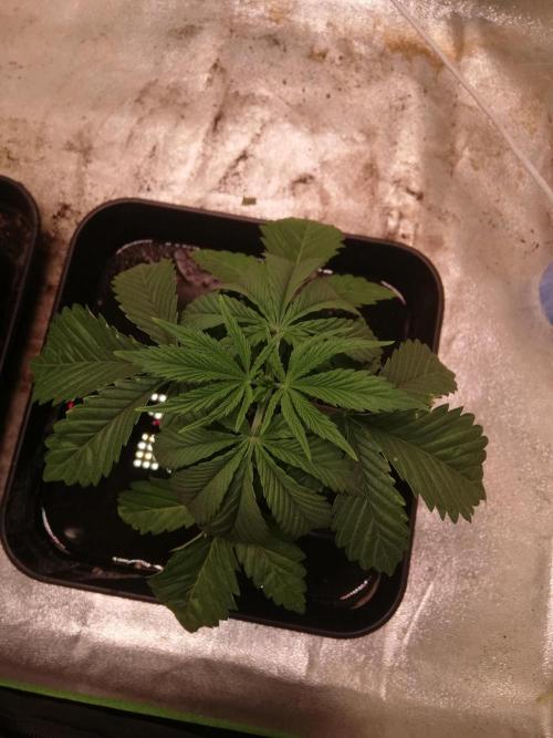 Eternity Grow cup 2026. Week 3