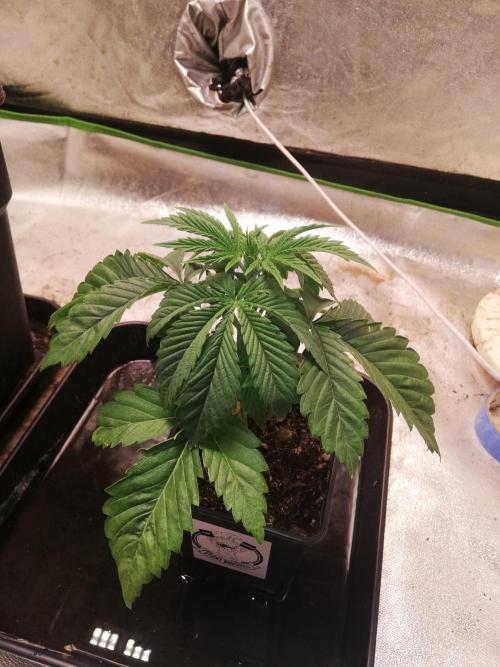 Eternity Grow cup 2026. Week 3