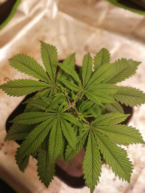 Eternity Grow cup 2026. Week 4