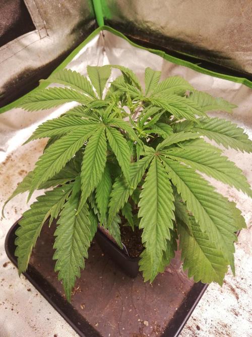 Eternity Grow cup 2026. Week 4