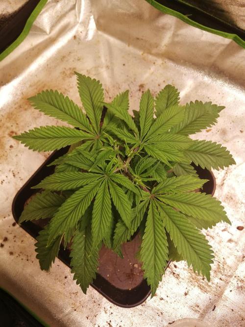 Eternity Grow cup 2026. Week 4