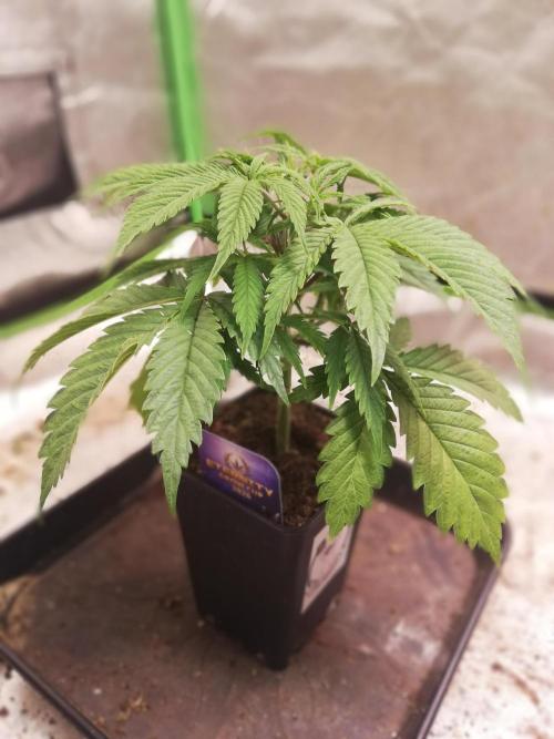 Eternity Grow cup 2026. Week 4