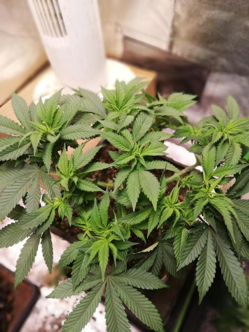 Grandpa Zombie IZI Contest. Week 8 - Defoliation Wk8, D4