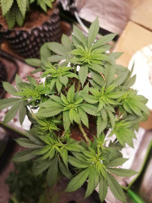 Grandpa Zombie IZI Contest. Week 8 - Defoliation Wk8, D4