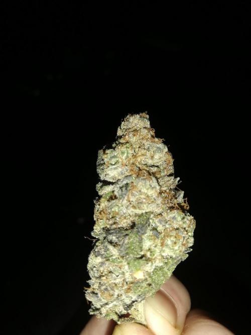 Sherbet Bananas🍌, Barney's Farm. Week 22