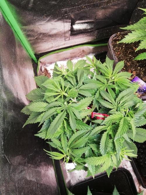 Sticky Broccoli, Soil/Peat Mix. Week 5