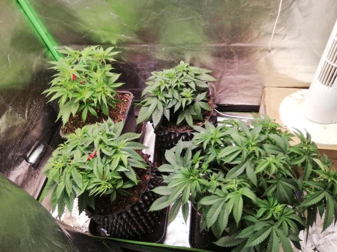 Sticky Broccoli, Soil/Peat Mix. Week 5
