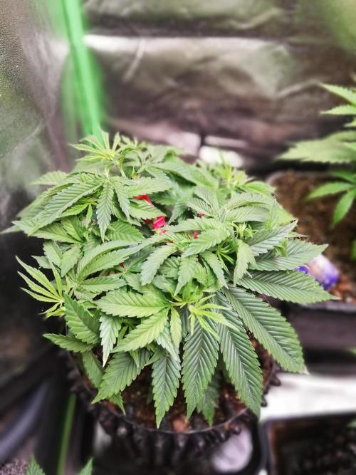 Sticky Broccoli, Soil/Peat Mix. Week 5