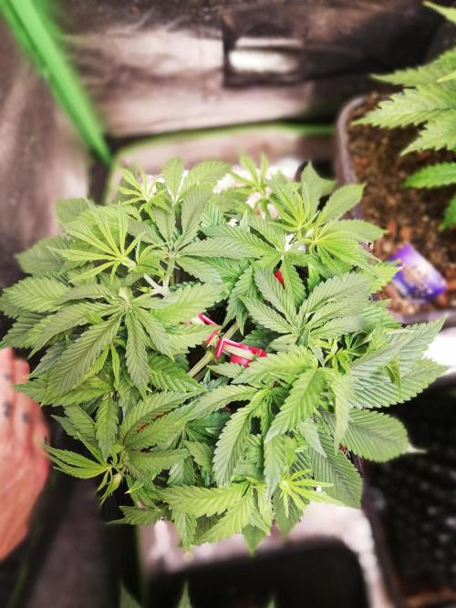 Sticky Broccoli, Soil/Peat Mix. Week 5