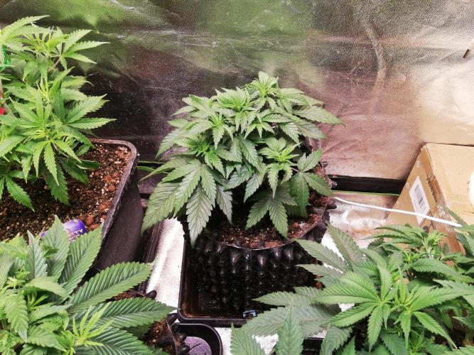 Mystery strain. Week 4